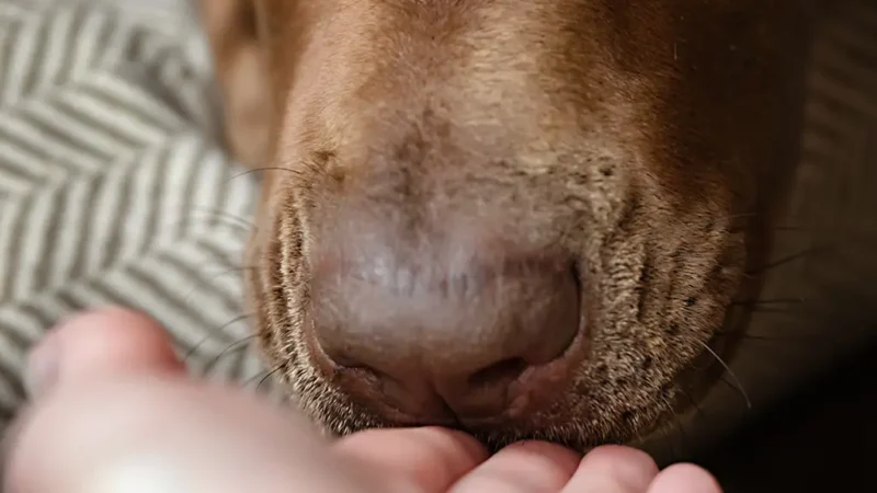 Cães farejam Parkinson antes dos sintomas surgirem