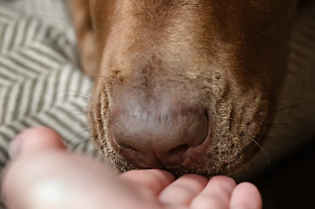 Cães farejam Parkinson antes dos sintomas surgirem