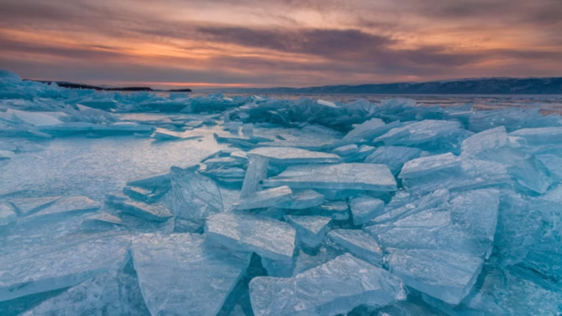 Fofinho e letal: saiba qual é o maior predador terrestre do mundo