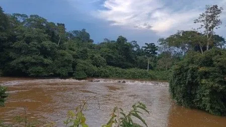 Bactéria descoberta na Amazônia é do mesmo gênero de causadora da bartonelo