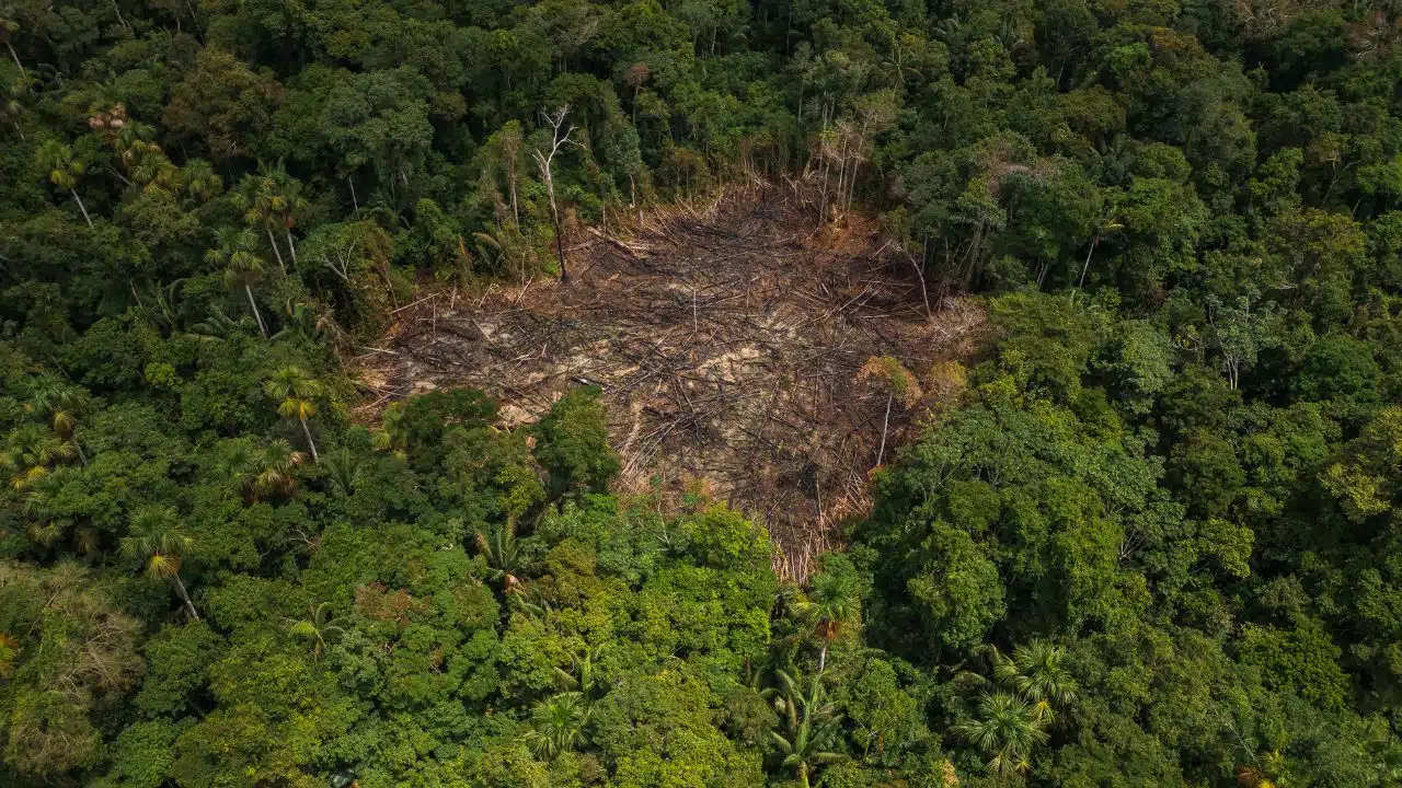 Amazônia perdeu uma Espanha em floresta nos últimos 40 anos