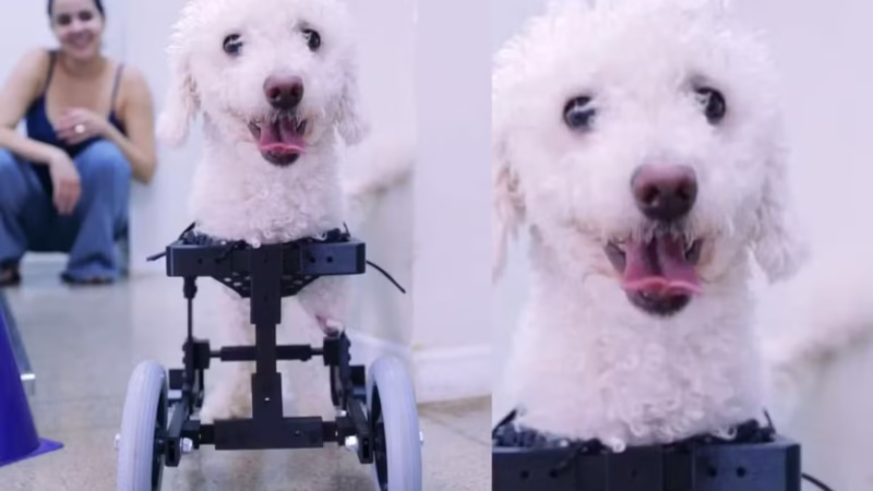Estudantes criam cadeira de rodas 3D adaptada para cachorrinho que nasceu sem patas dianteiras