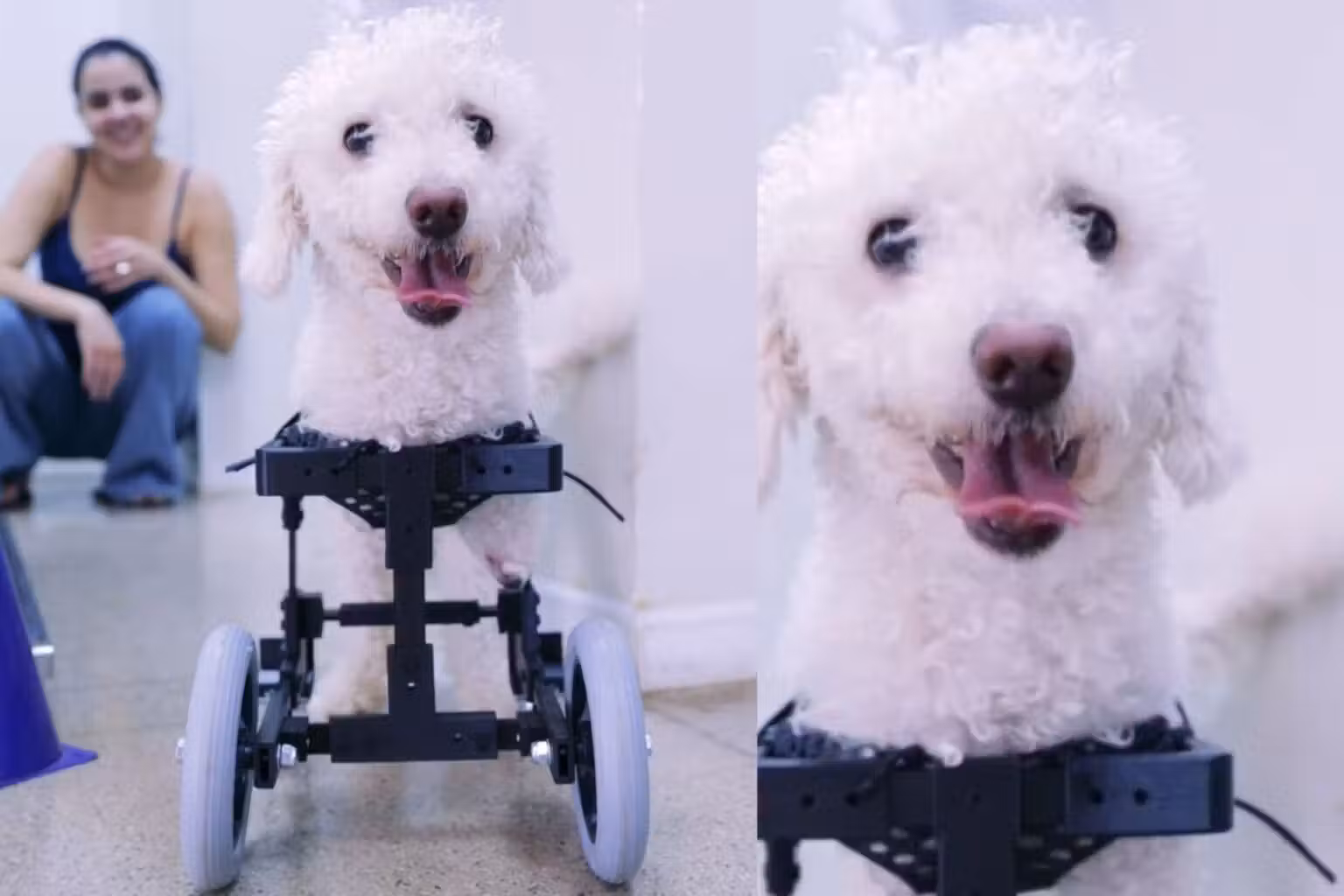 Estudantes criam cadeira de rodas 3D adaptada para cachorrinho que nasceu sem patas dianteiras