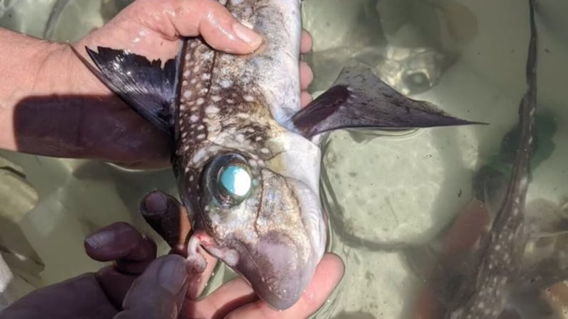 Tubarões fantasmas desenvolvem dentes na testa para acasalamento