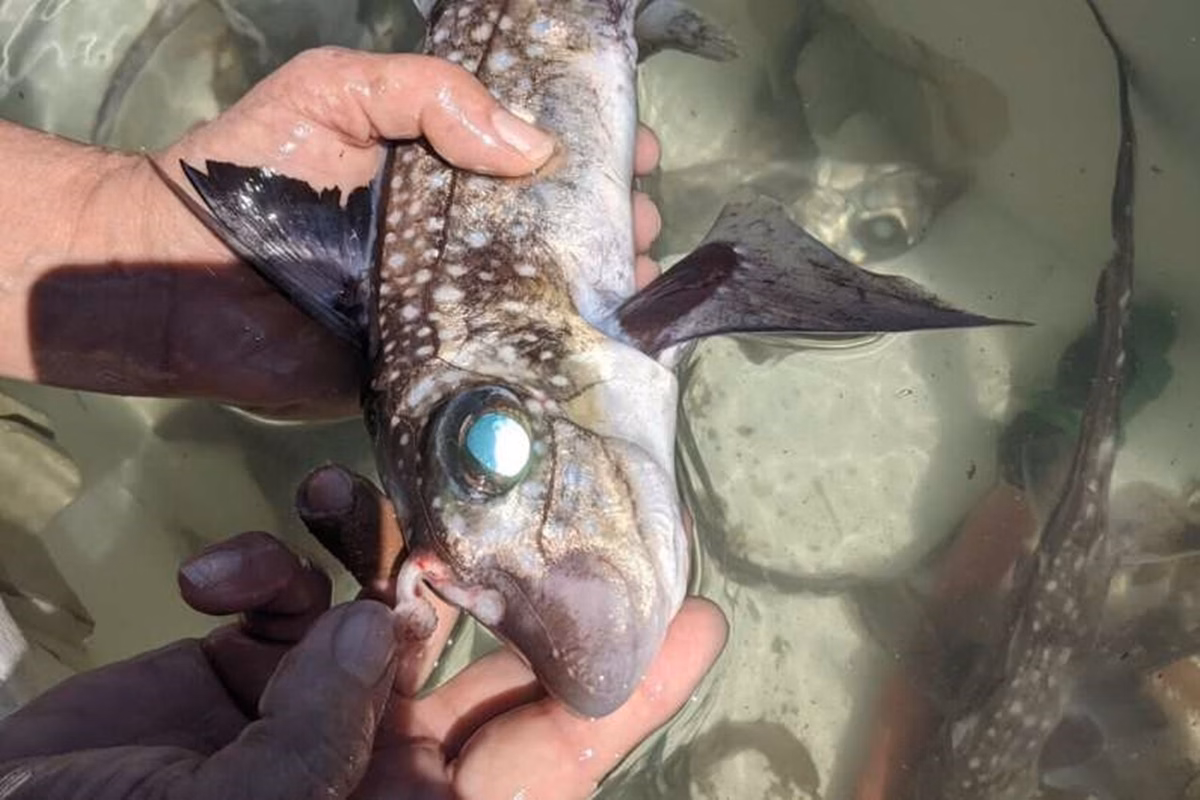 Tubarões fantasmas desenvolvem dentes na testa para acasalamento