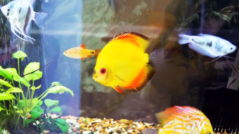 Estudo revela elo genético entre peixes e a formação de dedos humanos