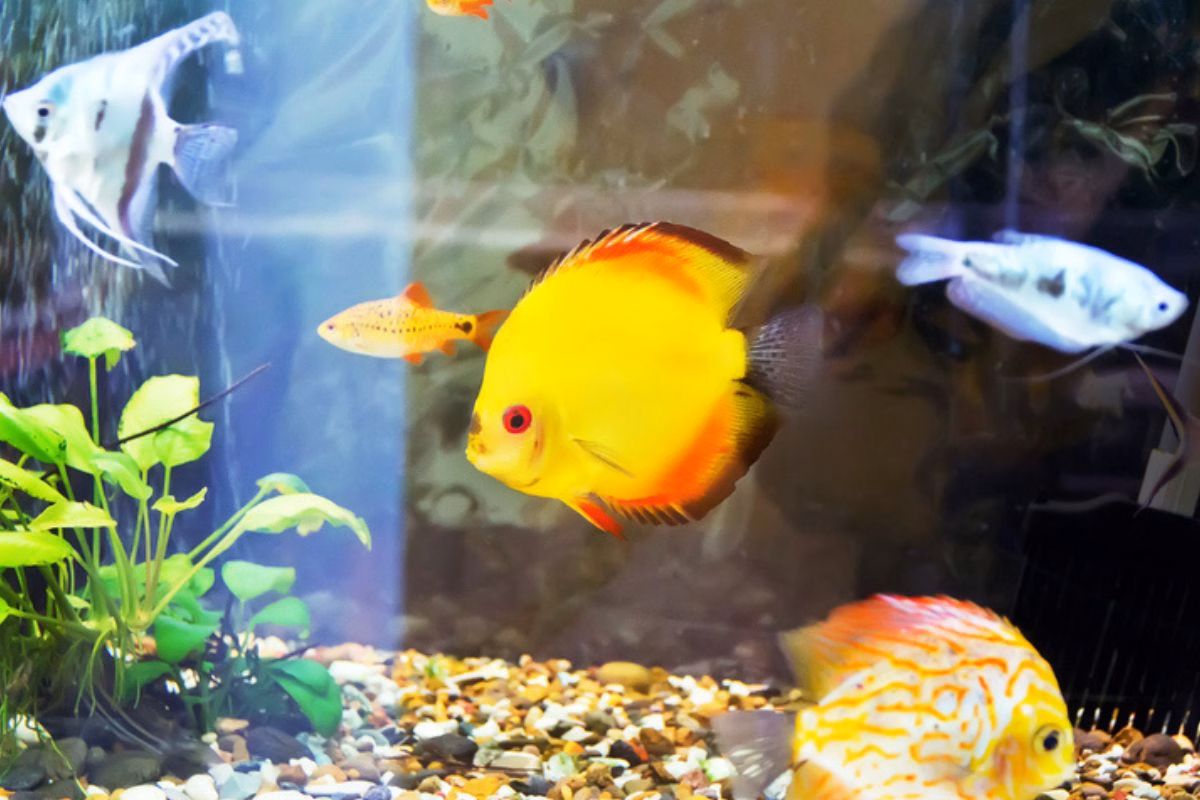 Estudo revela elo genético entre peixes e a formação de dedos humanos