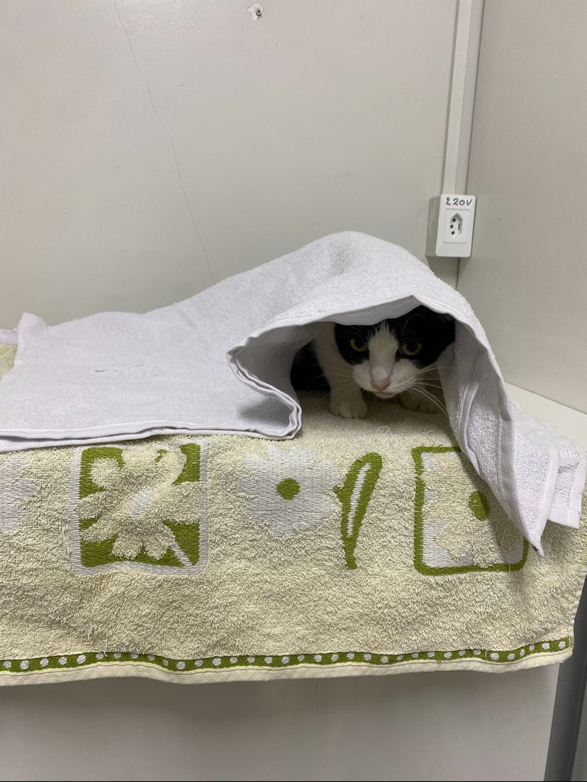 Outubro Rosa Pet: Campanha de castração reforça prevenção e cuidado especial com as gatinhas em Manaus