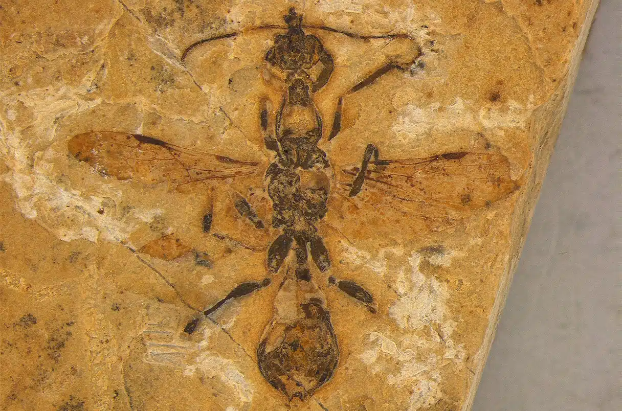 A formiga mais antiga do mundo foi achada no Brasil e é bizarra