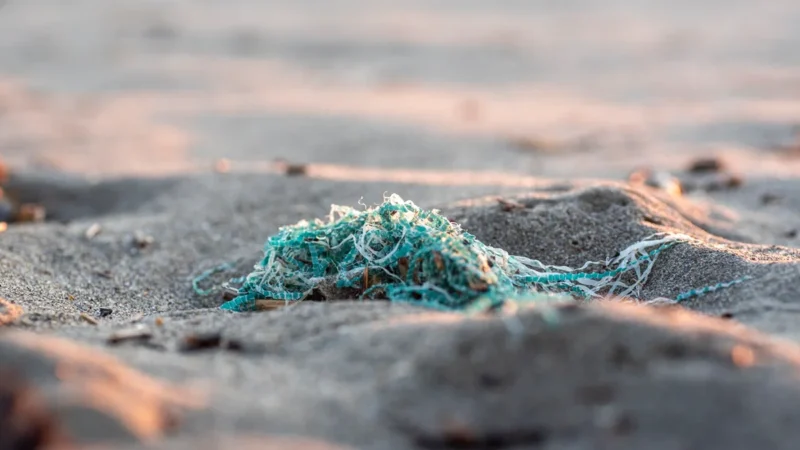 Microplásticos já contaminam toda a cadeia alimentar do planeta