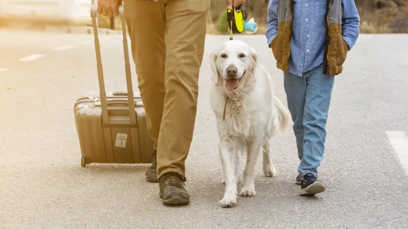 Cachorros acompanham humanos em migrações há milênios