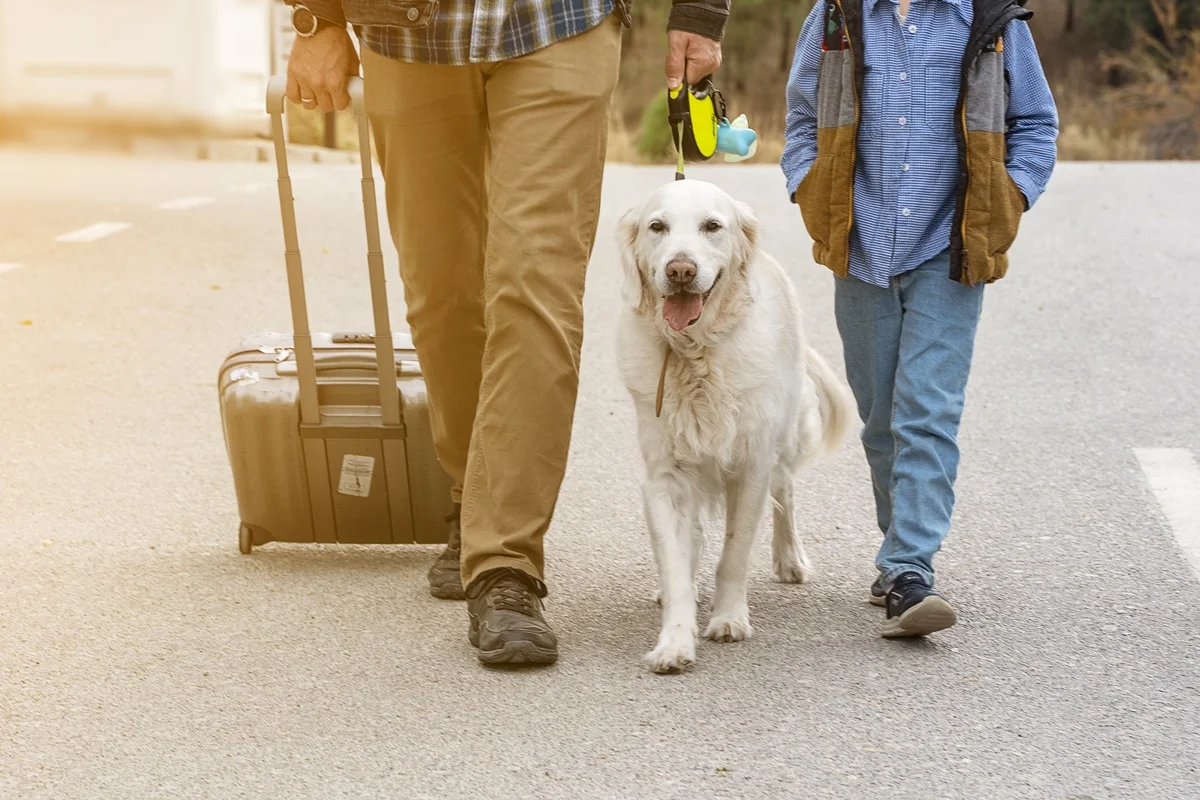 Cachorros acompanham humanos em migrações há milênios