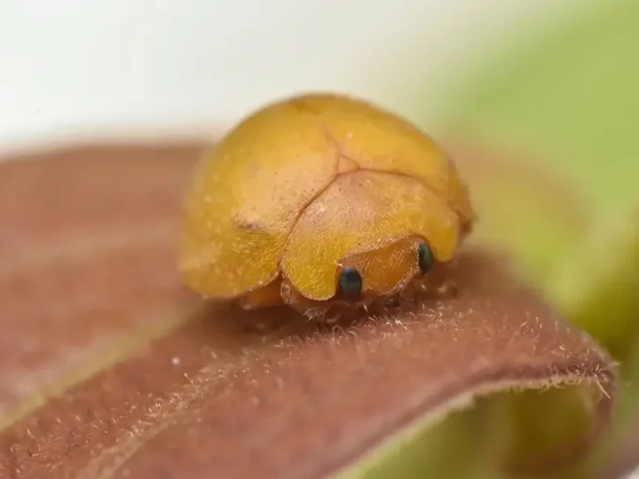 Mini fofura! Nova espécie de joaninha é descoberta nas dunas da Bahia