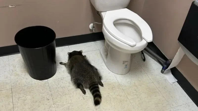 Guaxinim embriagado vandaliza loja de bebidas e desmaia na casa de banho