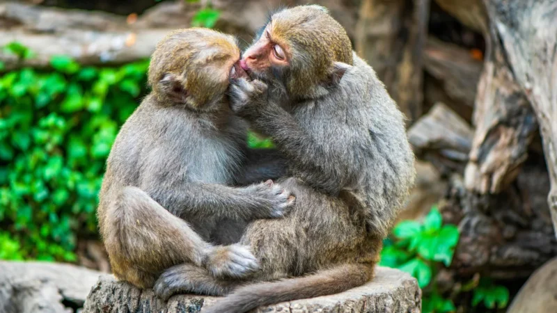 Beijo pode ter surgido há 21,5 milhões de anos entre primatas; entenda