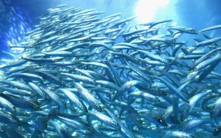 Aquecimento dos oceanos pode reduzir população de peixes em até 20% ao ano, aponta estudo