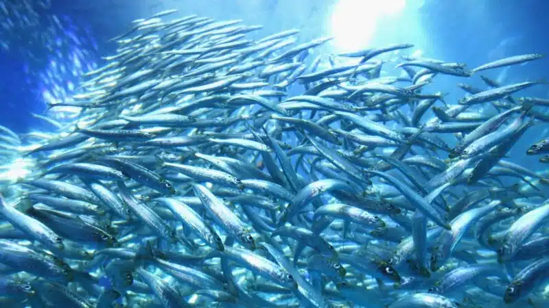 Aquecimento dos oceanos pode reduzir população de peixes em até 20% ao ano, aponta estudo