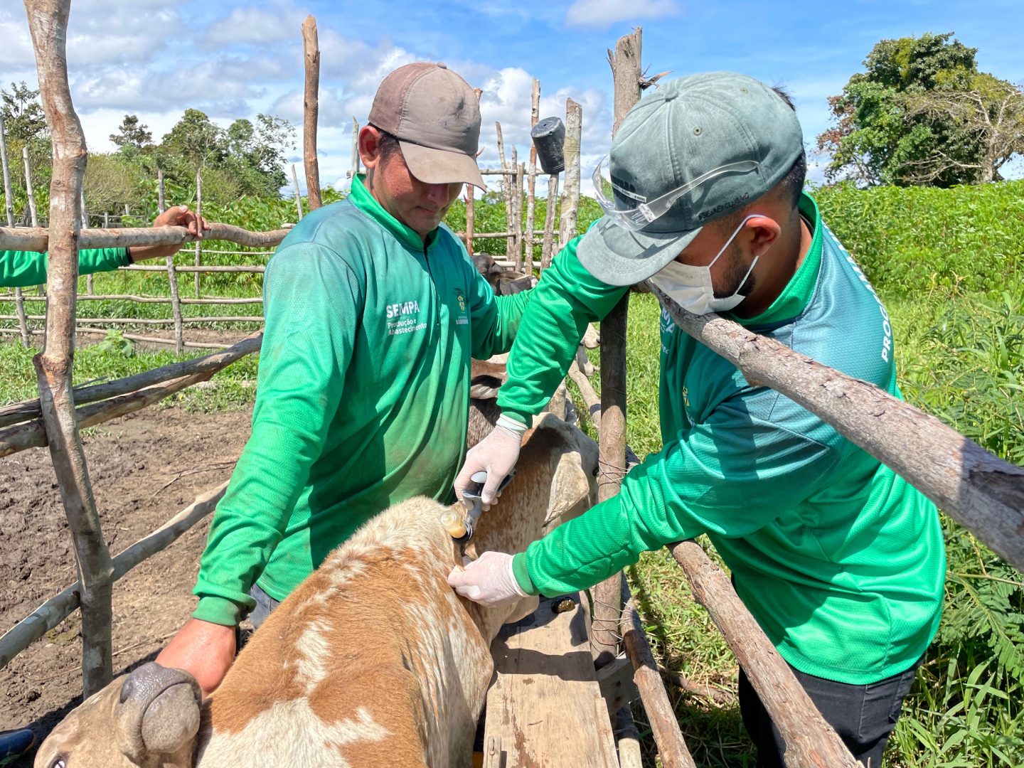 Prefeitura de Barreirinha inicia programa inédito para proteger rebanho e fortalecer pequenos pecuaristas