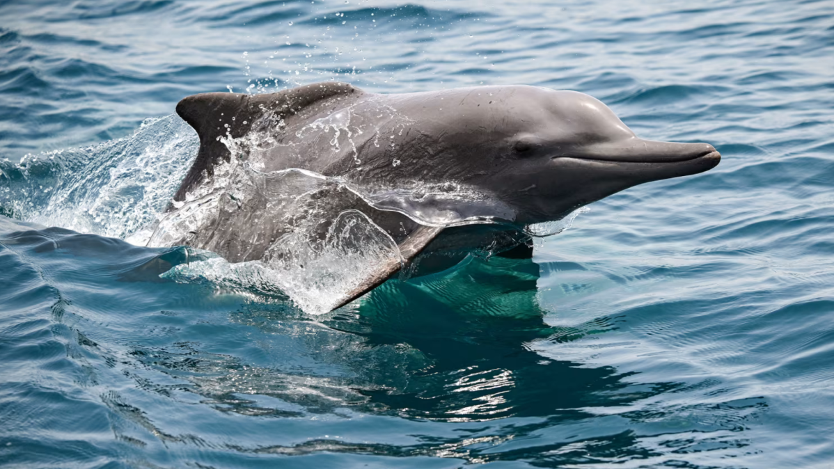 Vida subaquática é ameaçada à medida que guerra com o Irã se prolonga