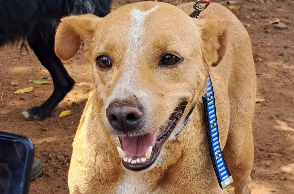 México reconhece ‘cachorro caramelo’ como raça mexicana e provoca reação de brasileiros nas redes sociais