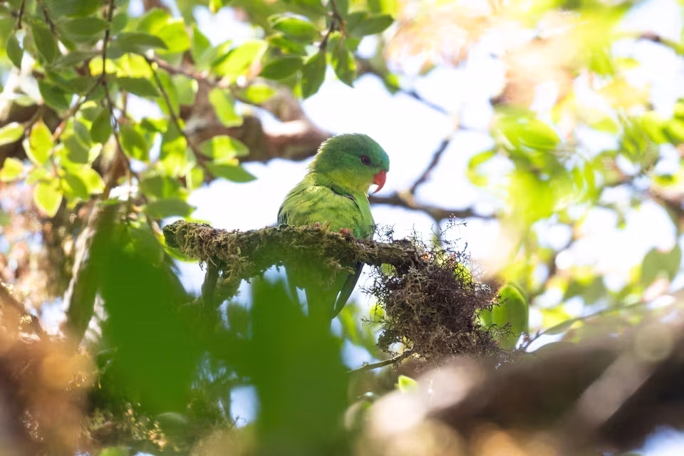 Papagaio visto apenas uma vez na história reaparece diante de montanhistas