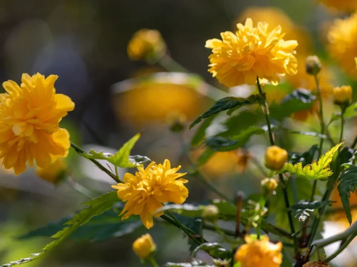 Cientistas reaproveitam resíduos de vinho para produzir flores comestíveis