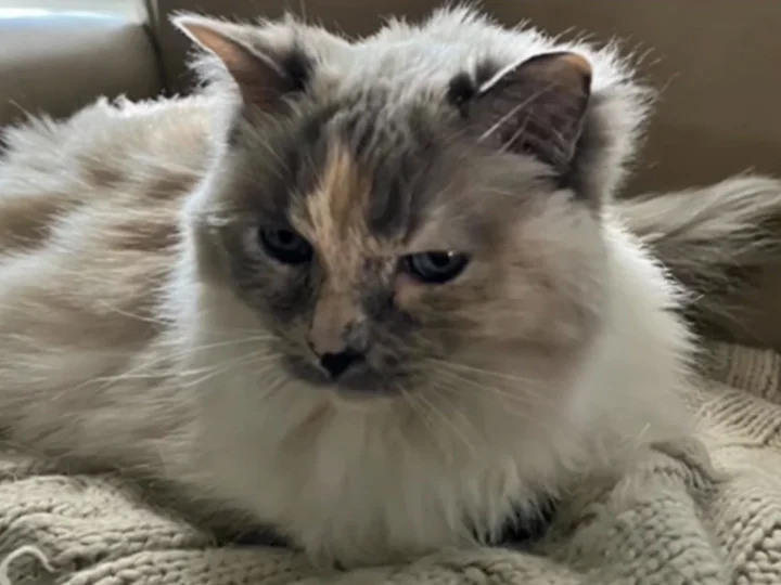 Família descobre que gata está viva 18 meses após levá-la para a eutanásia