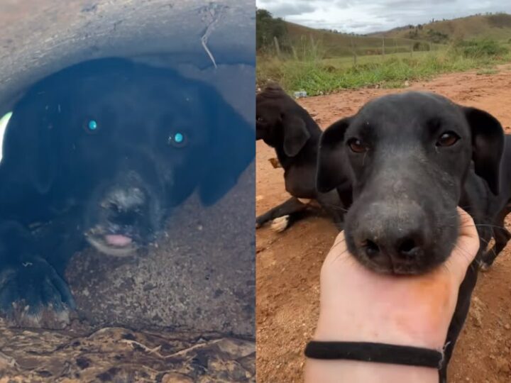 Veterinária ouve choro dentro de cano, salva filhote e a mãe dele aparece; vídeo