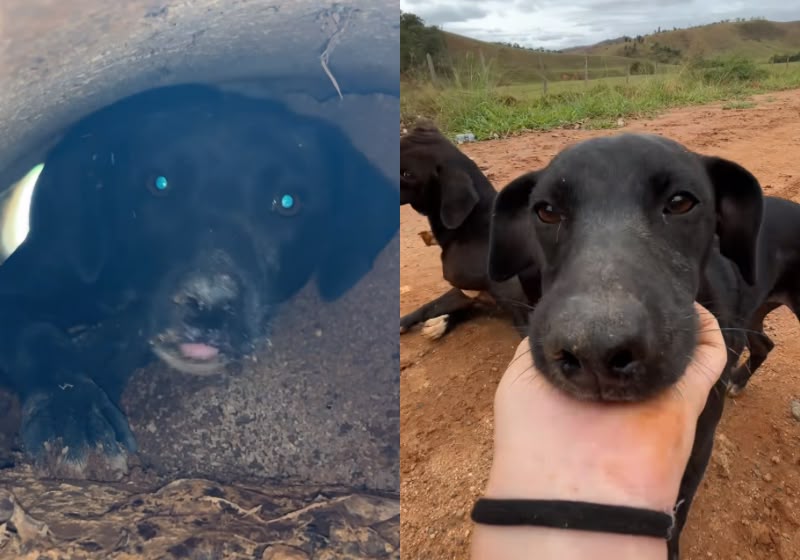 Veterinária ouve choro dentro de cano, salva filhote e a mãe dele aparece; vídeo