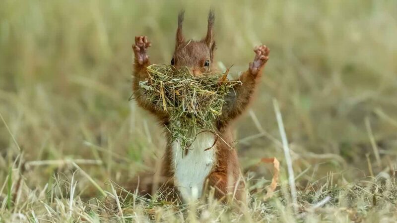 Fotos mais engraçadas de animais finalistas do prêmio 2026; uma foi feita no Pantanal
