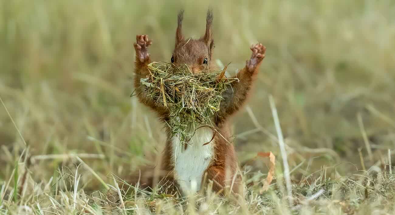 Fotos mais engraçadas de animais finalistas do prêmio 2026; uma foi feita no Pantanal