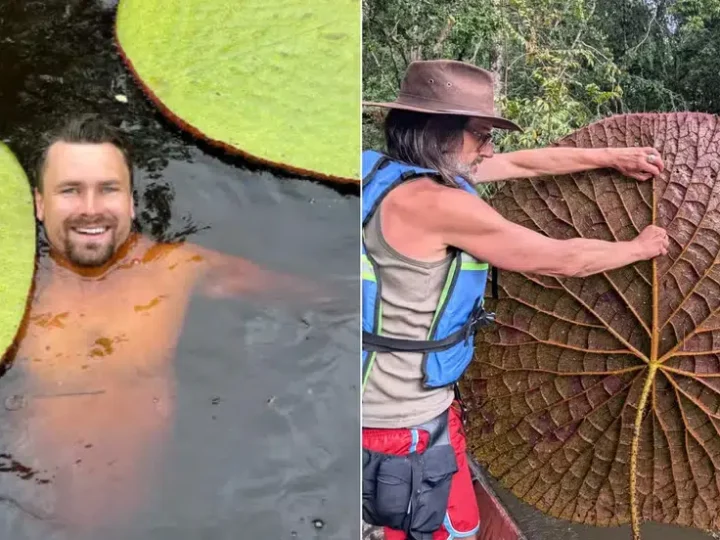 Selfie no Instagram levou à descoberta de nova espécie gigante de vitória-régia que pode estar ameaçada de extinção