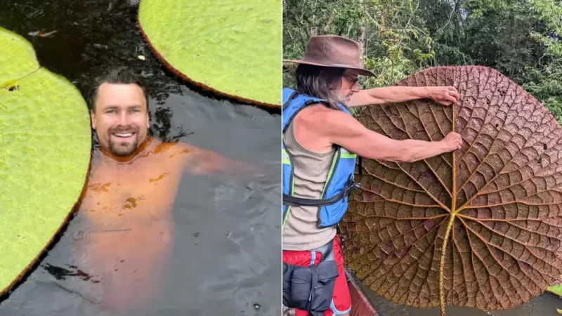 Selfie no Instagram levou à descoberta de nova espécie gigante de vitória-régia que pode estar ameaçada de extinção