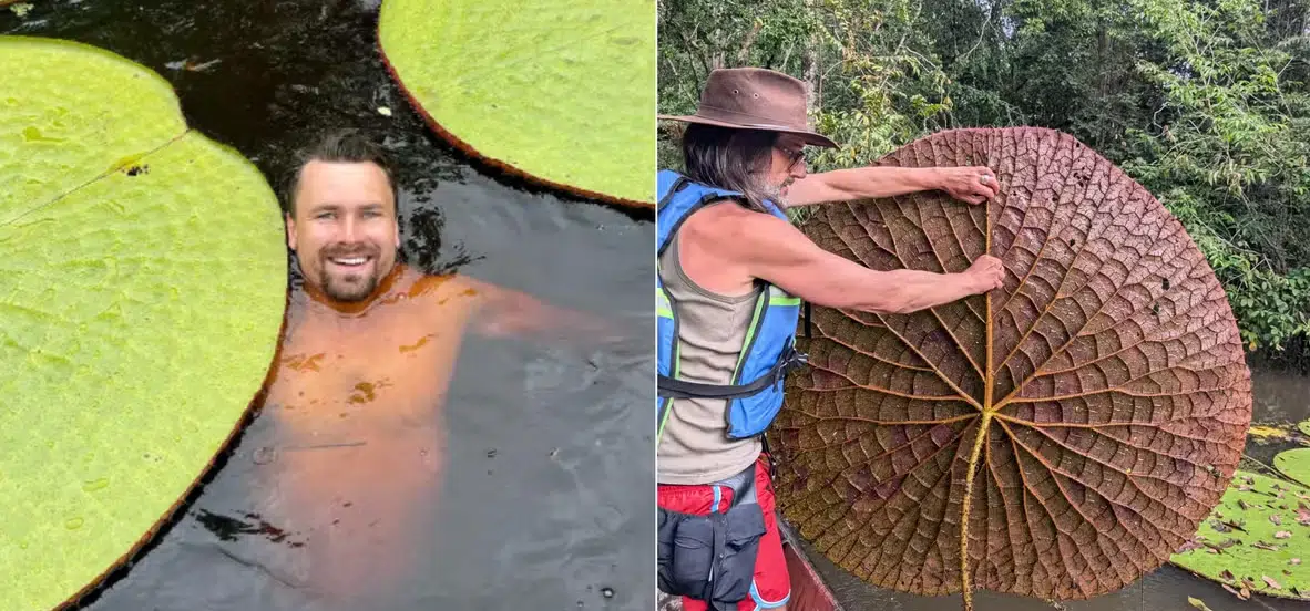 Selfie no Instagram levou à descoberta de nova espécie gigante de vitória-régia que pode estar ameaçada de extinção