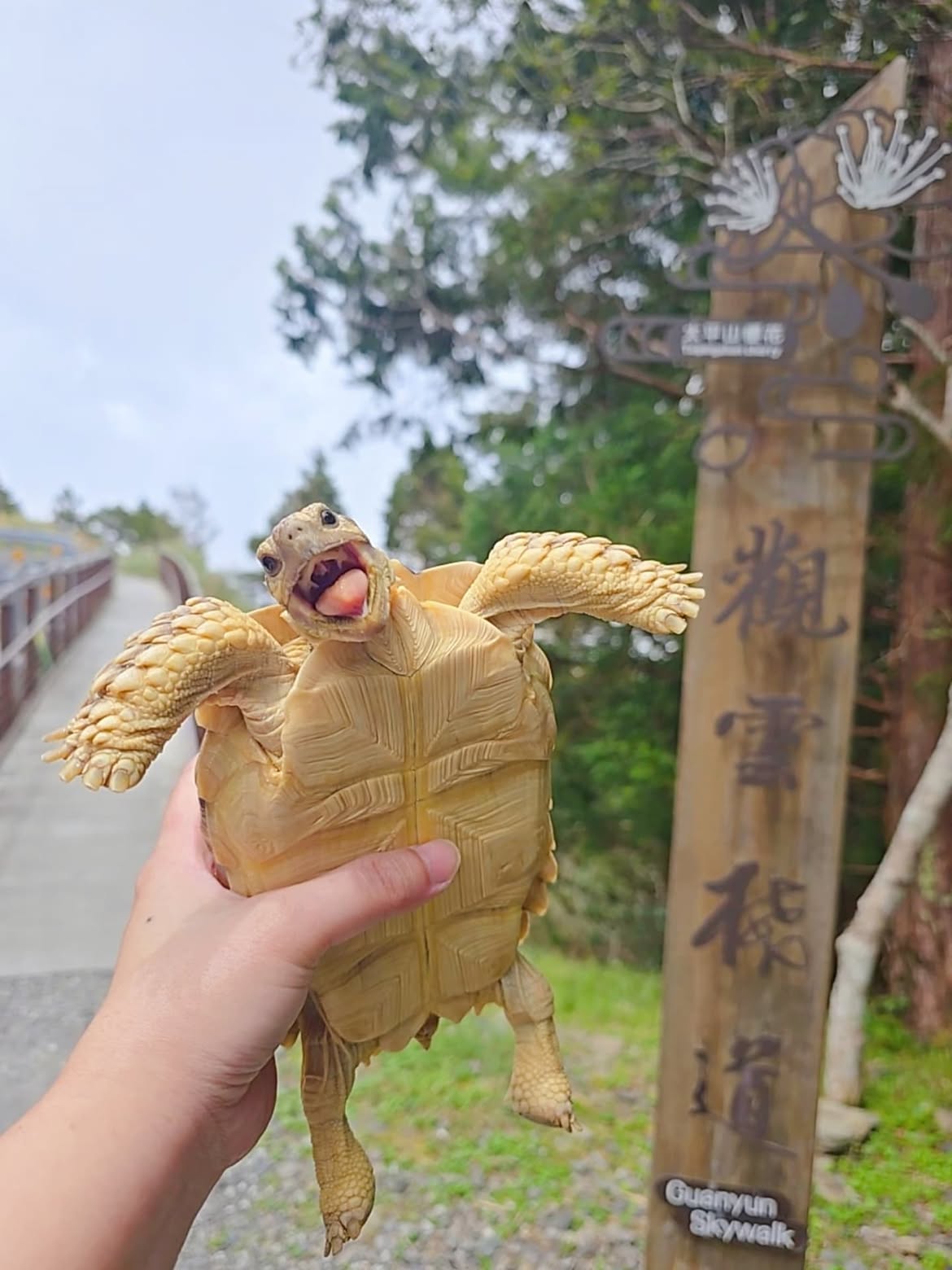 Conheça Pongpong, a tartaruga “mais feliz do mundo”